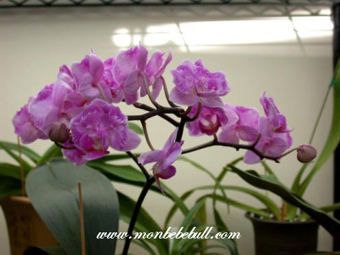 Phalaenopsis 16.jpg